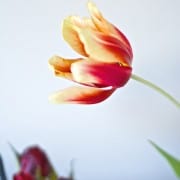 tulips close